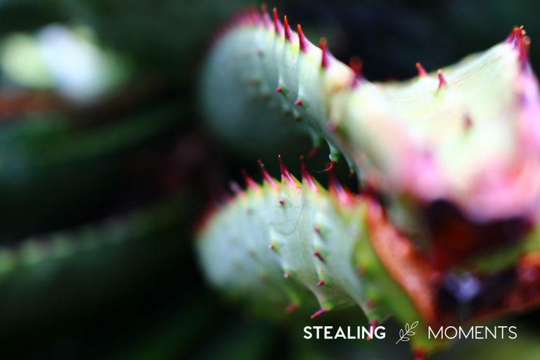 IMG 4080